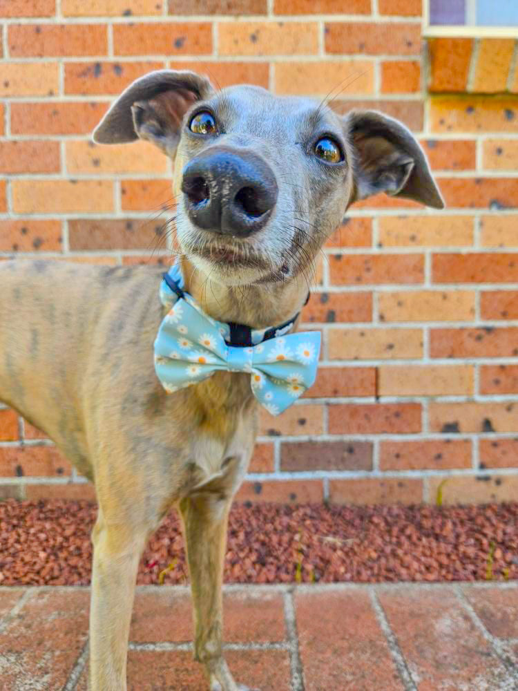 Aurora: Bow Tie