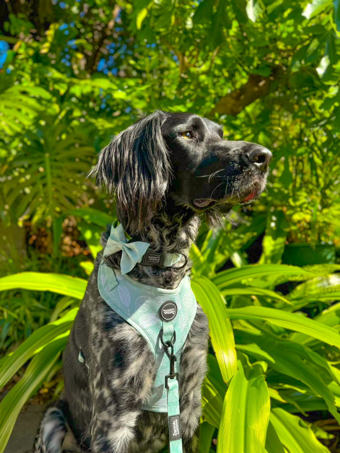 Hunter: Leash