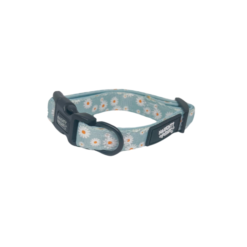 Aurora: Collar