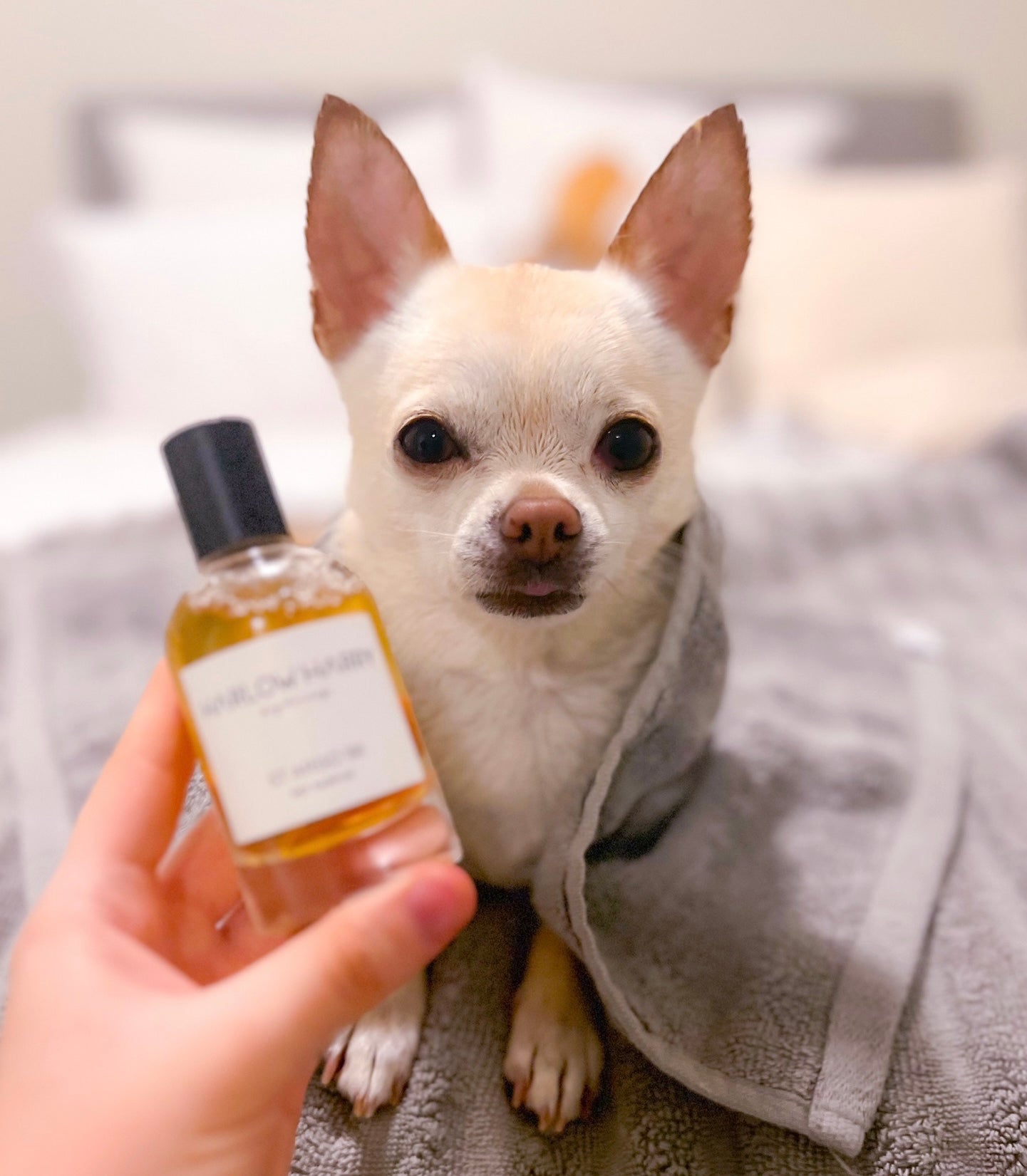 Dog Perfume | St Argo 191