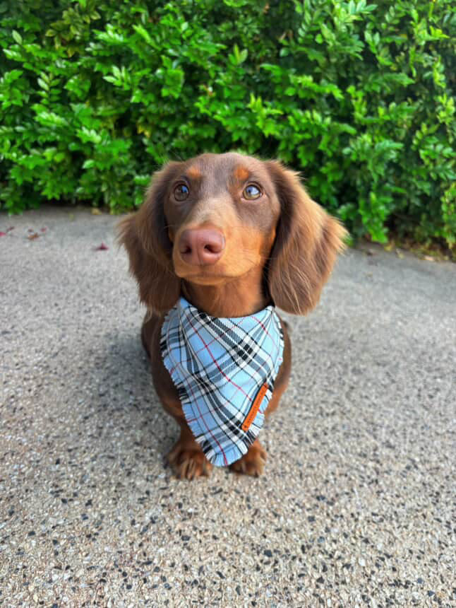 "Sirenna" Pet bandana