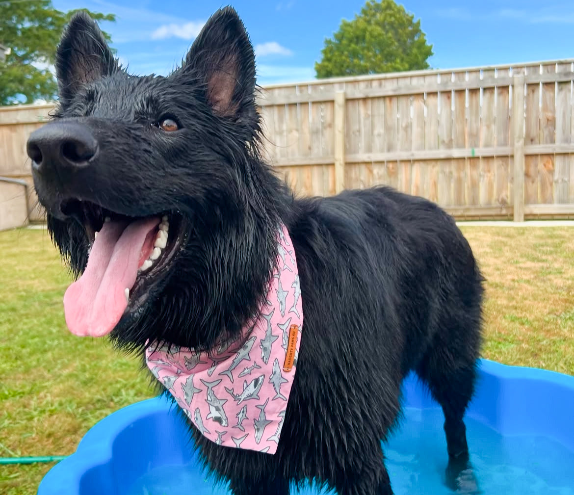 "Mako My Day" (PINK) Pet bandana
