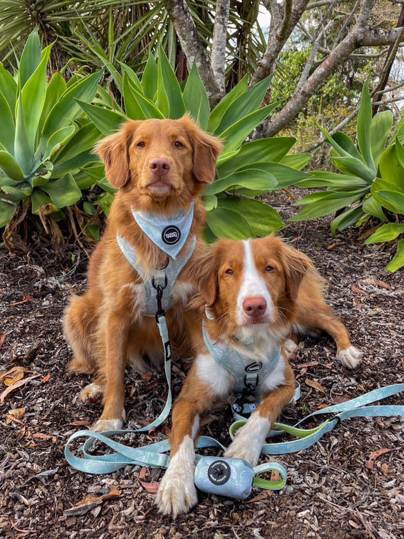 Hunter: Leash