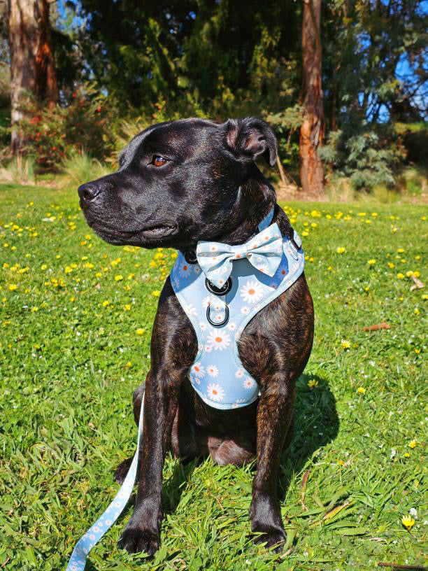 Aurora: Bow Tie