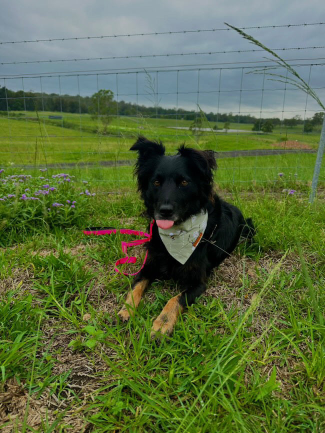 "Bee Mine" Pet Bandana