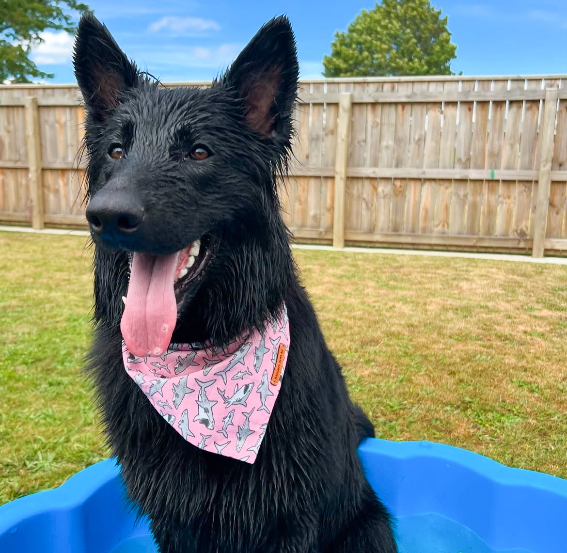 "Mako My Day" (PINK) Pet bandana