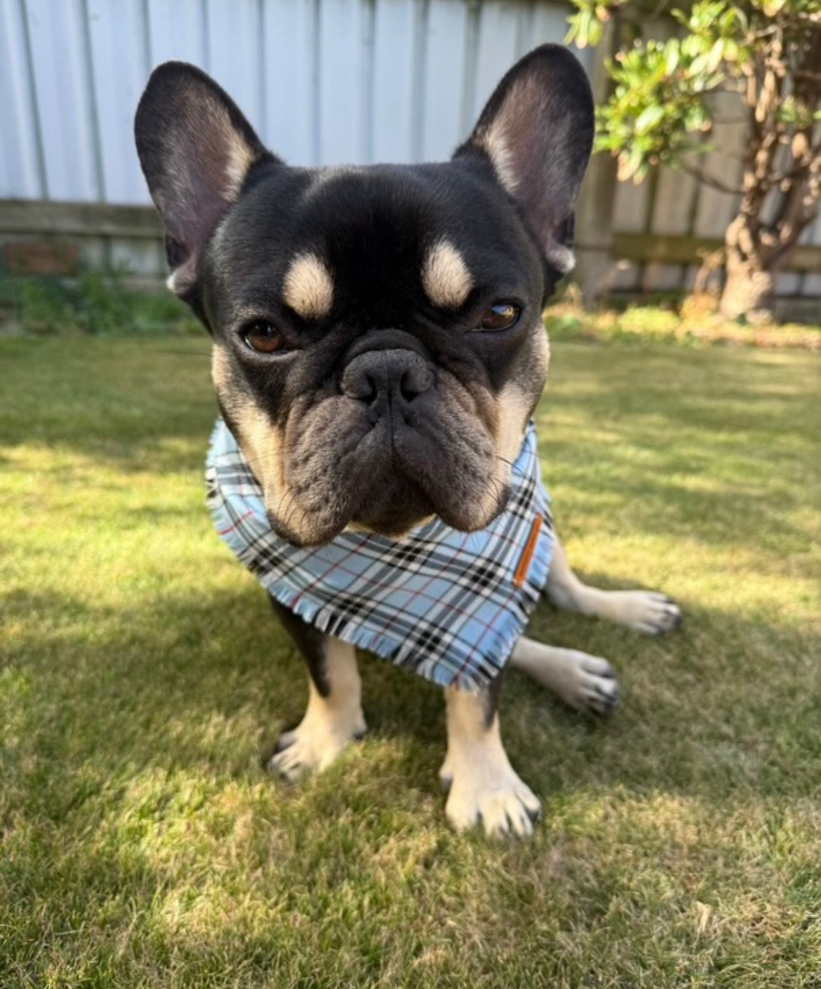 "Sirenna" Pet bandana