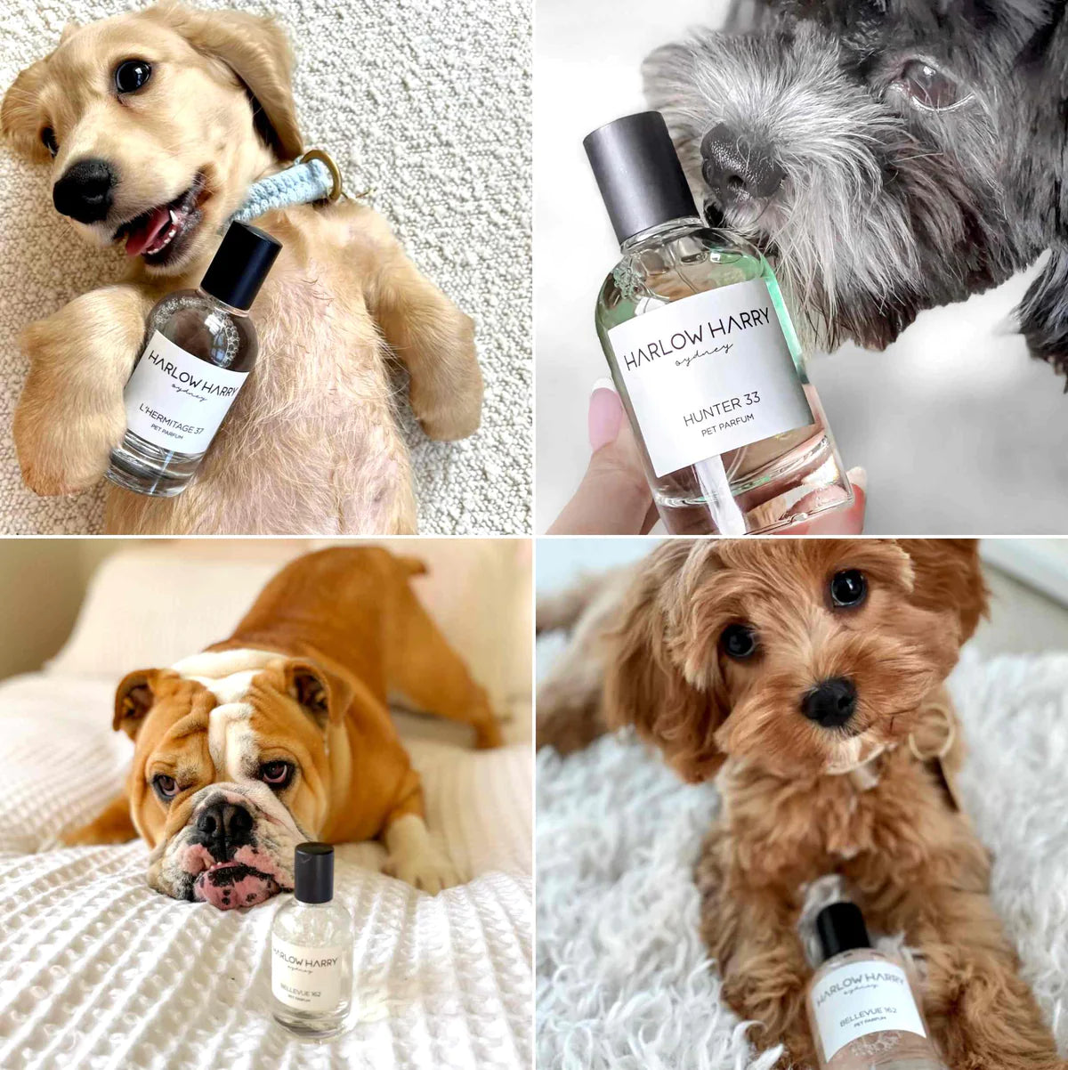 Dog Perfume | St Argo 191