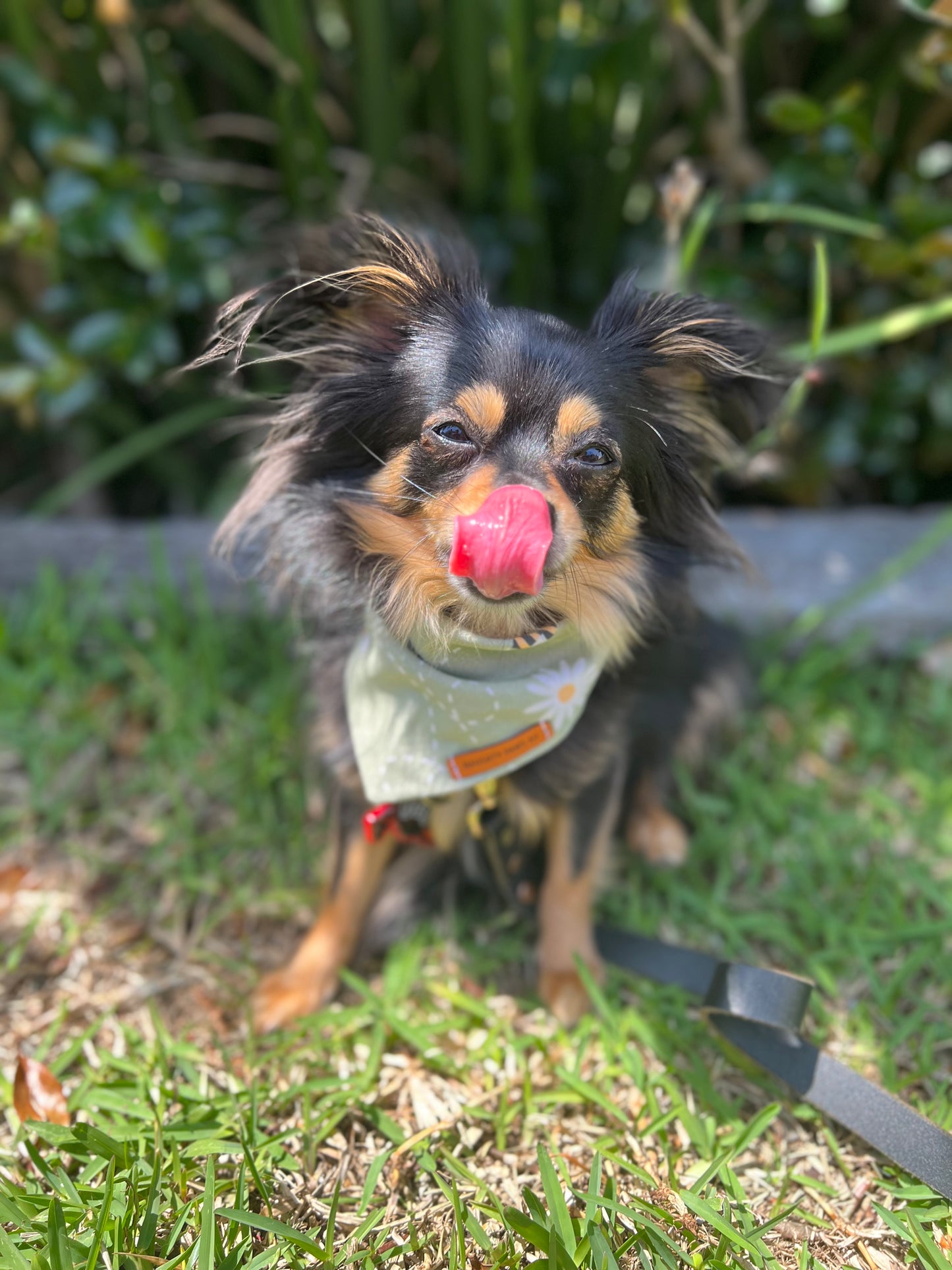 "Bee Mine" Pet Bandana