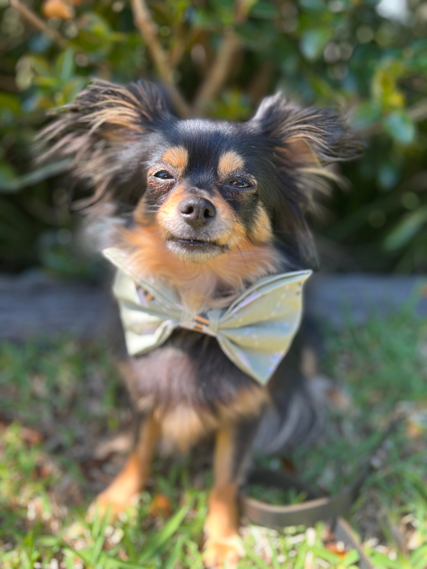 "Bee Mine" Bow Tie