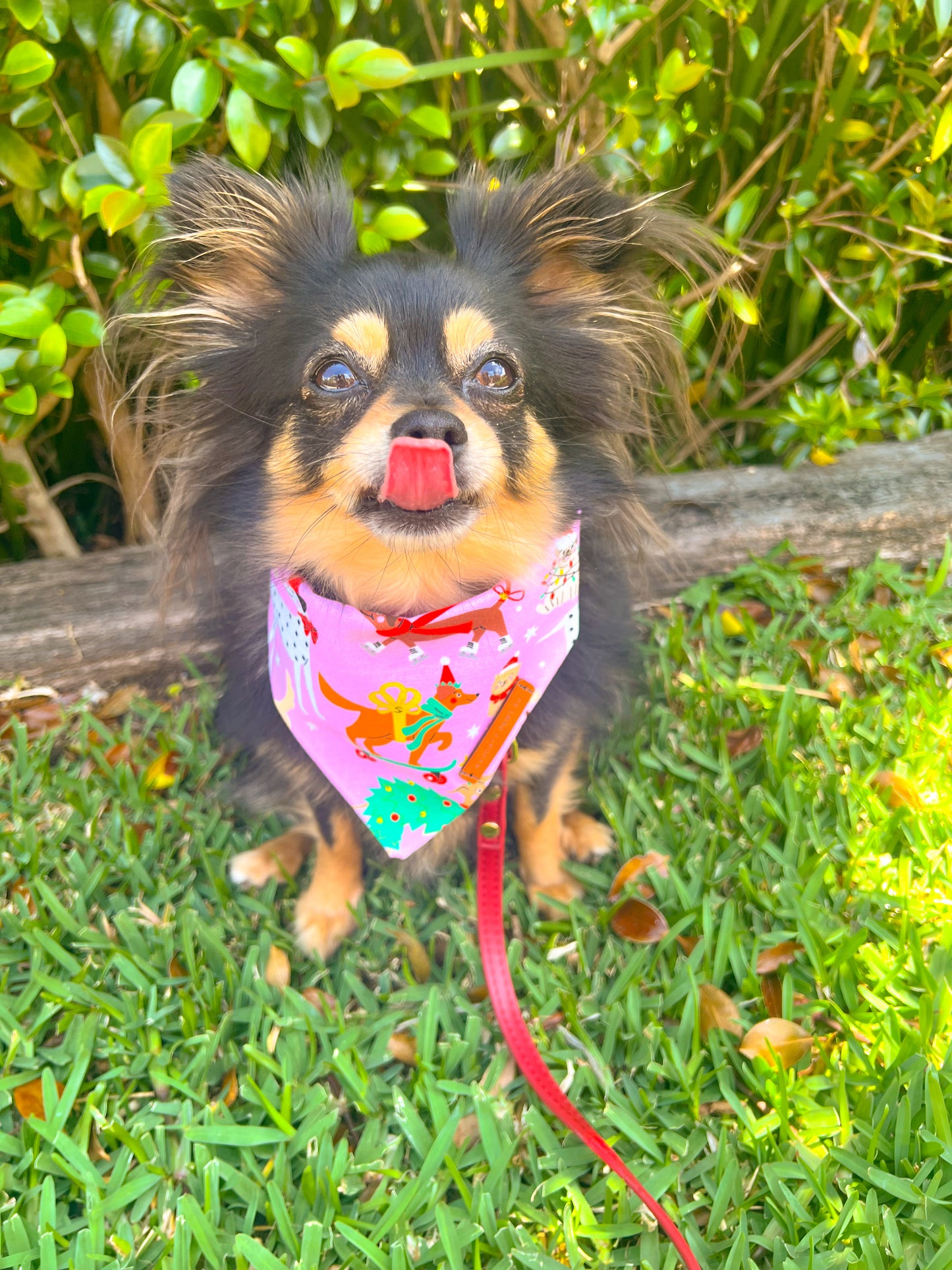 "Santa Paws" Pet bandana