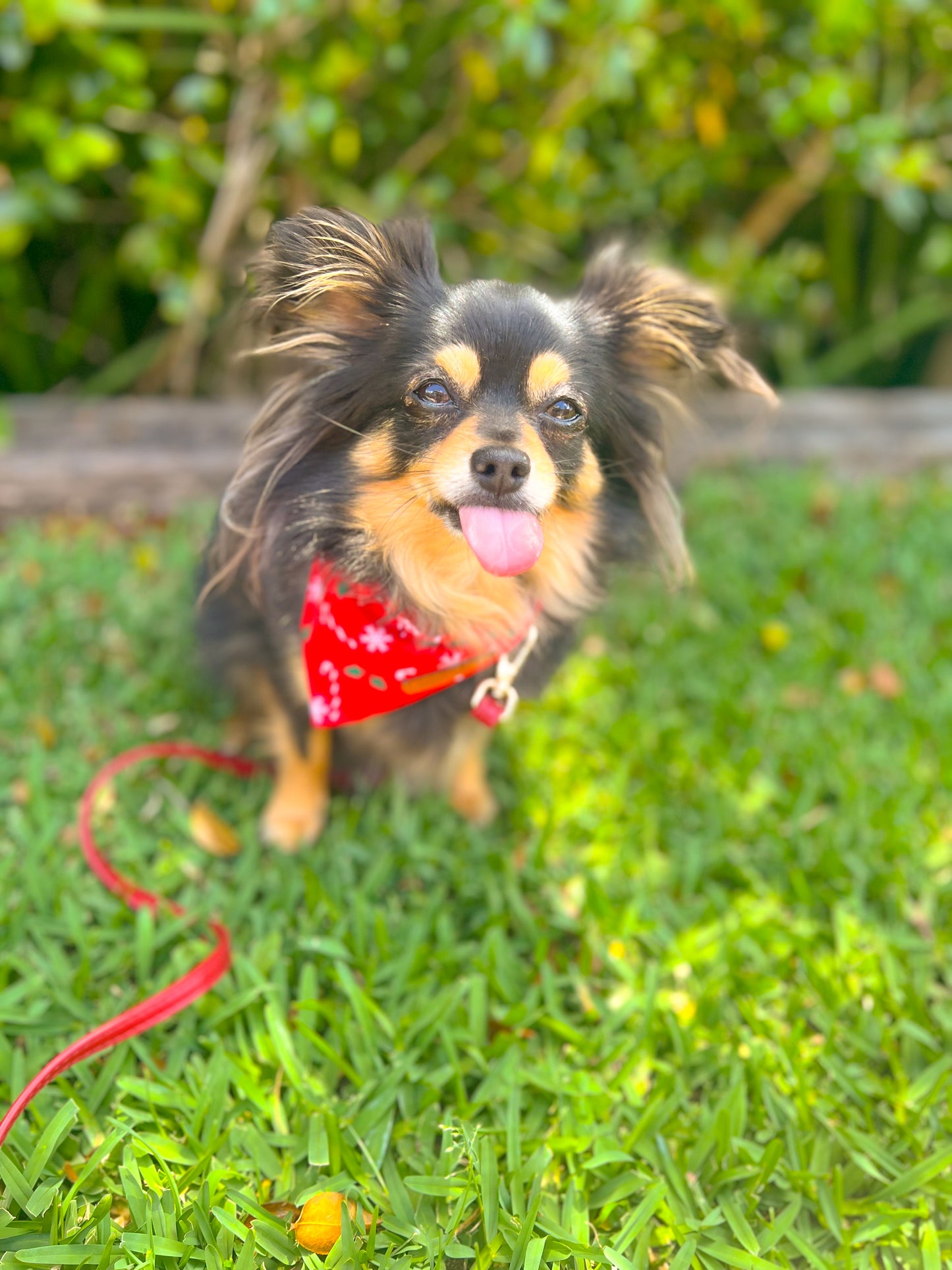 "Sweet Tooth" Pet bandana