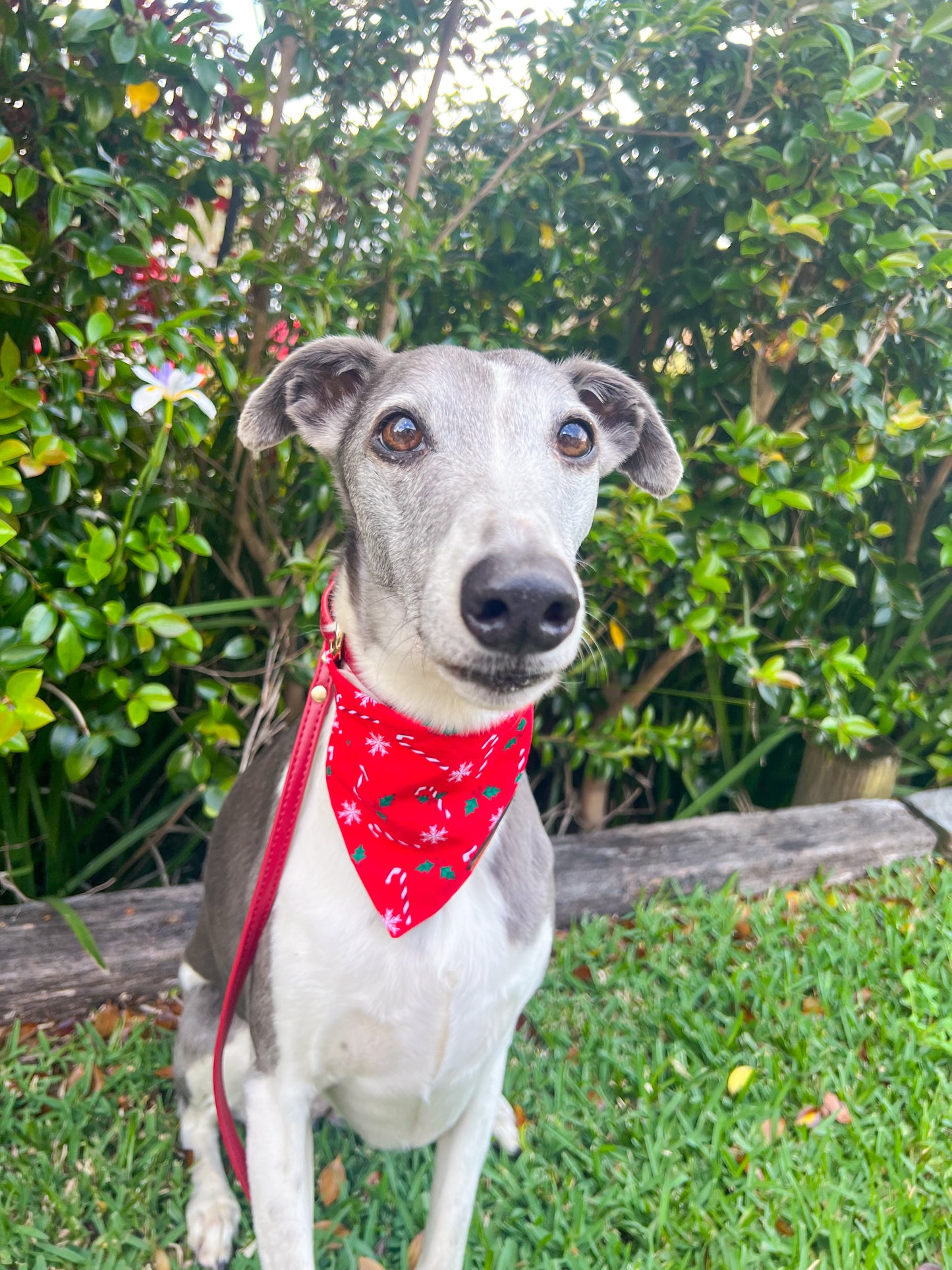"Sweet Tooth" Pet bandana