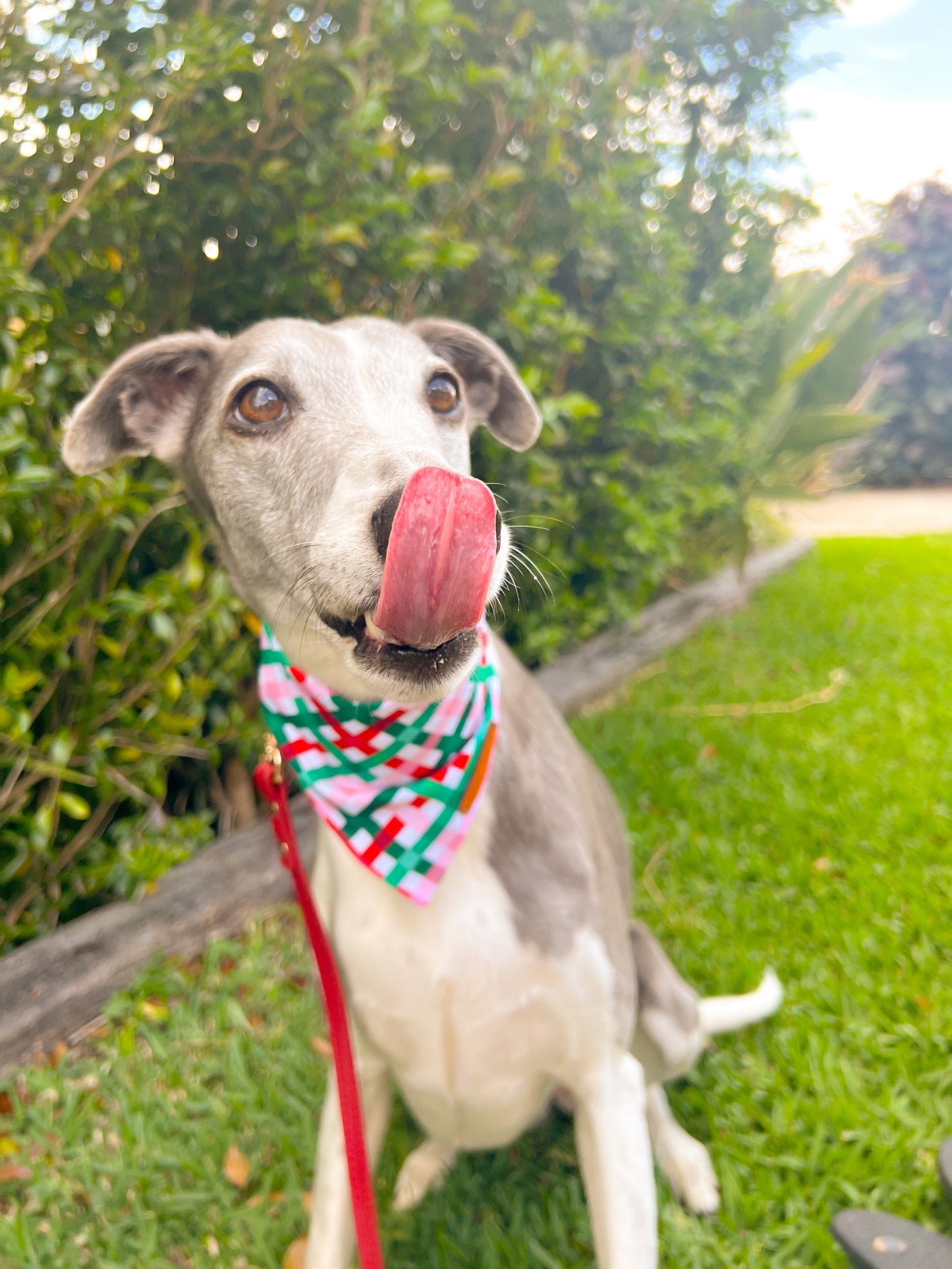 "Peppermint Plaid" Pet bandana