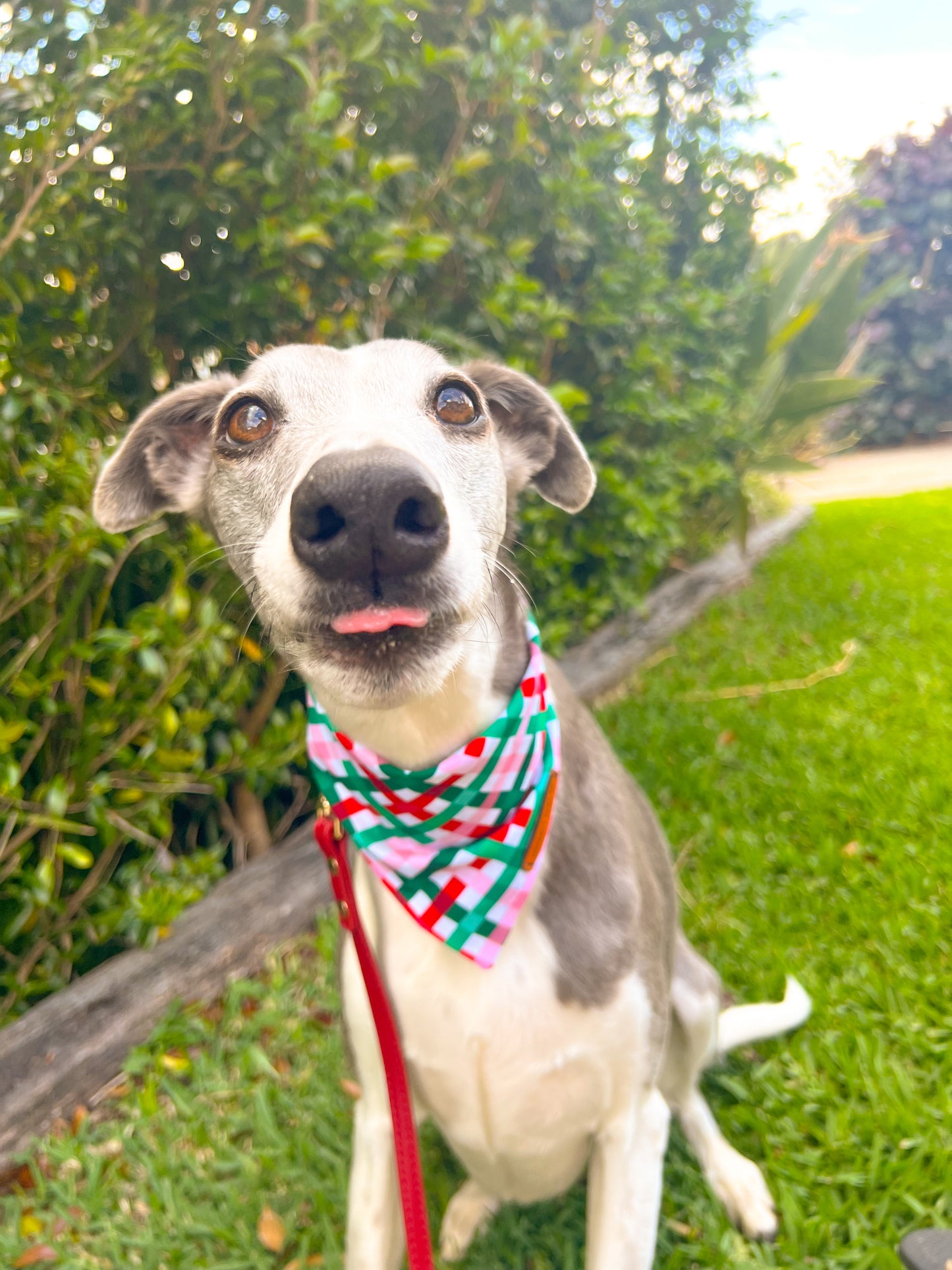 "Peppermint Plaid" Pet bandana