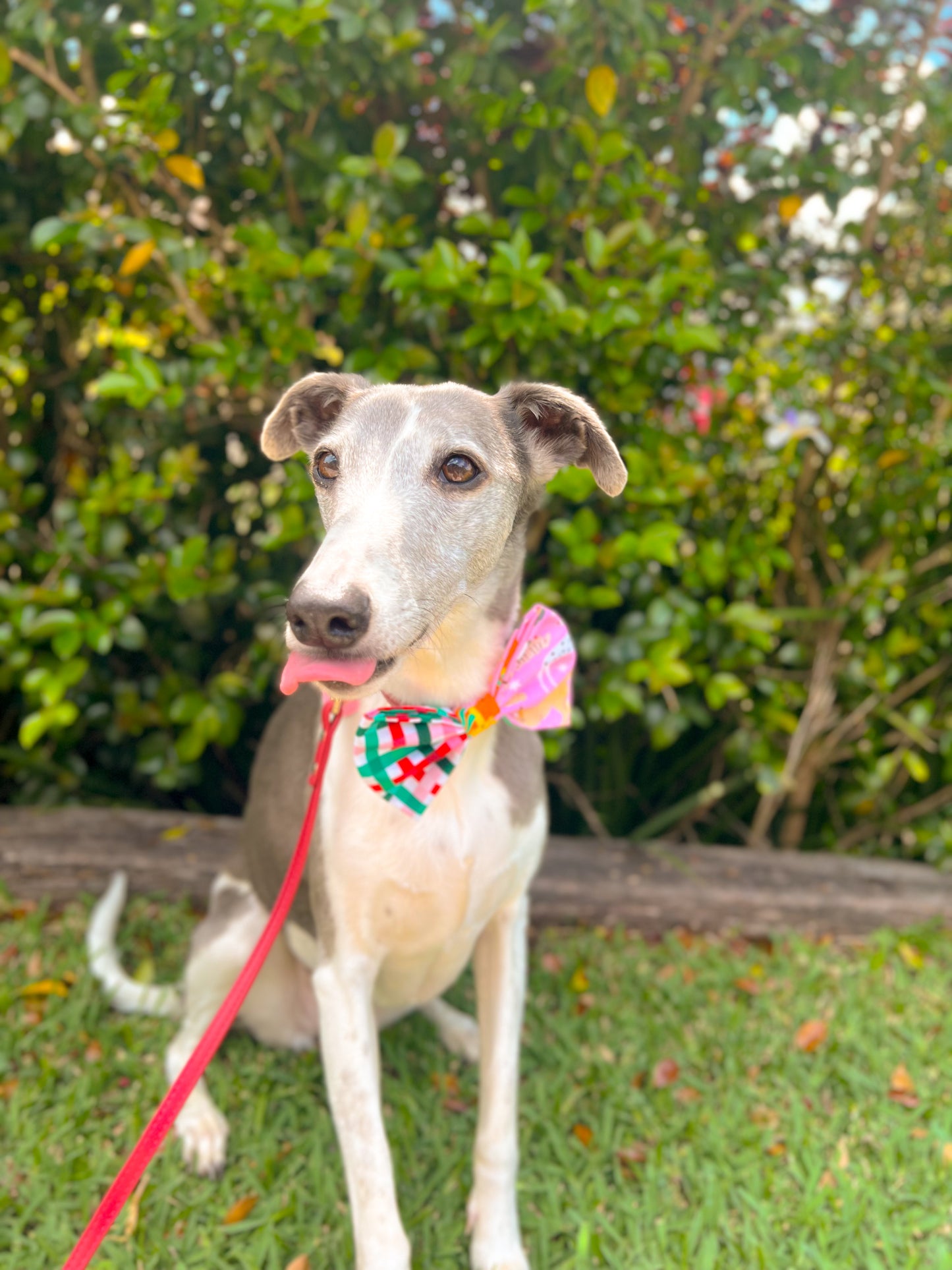 "Peppermint Pups" Double-Sided Bow Tie | Limited Edition