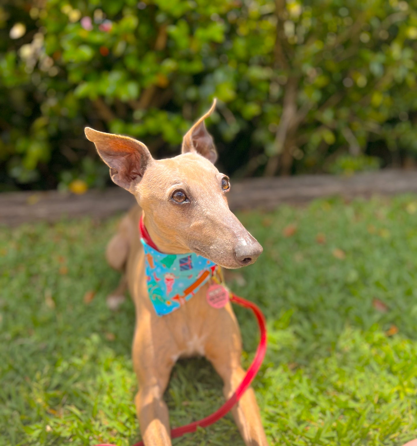"Santa's Workshop" Pet bandana