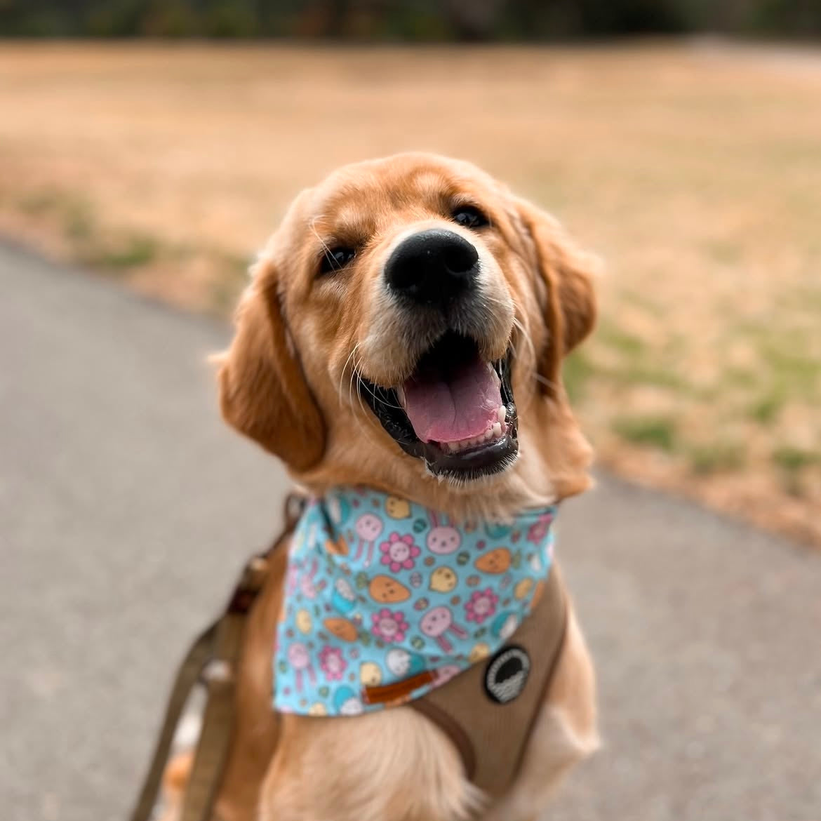 "Hoppy Easter" Pet bandana