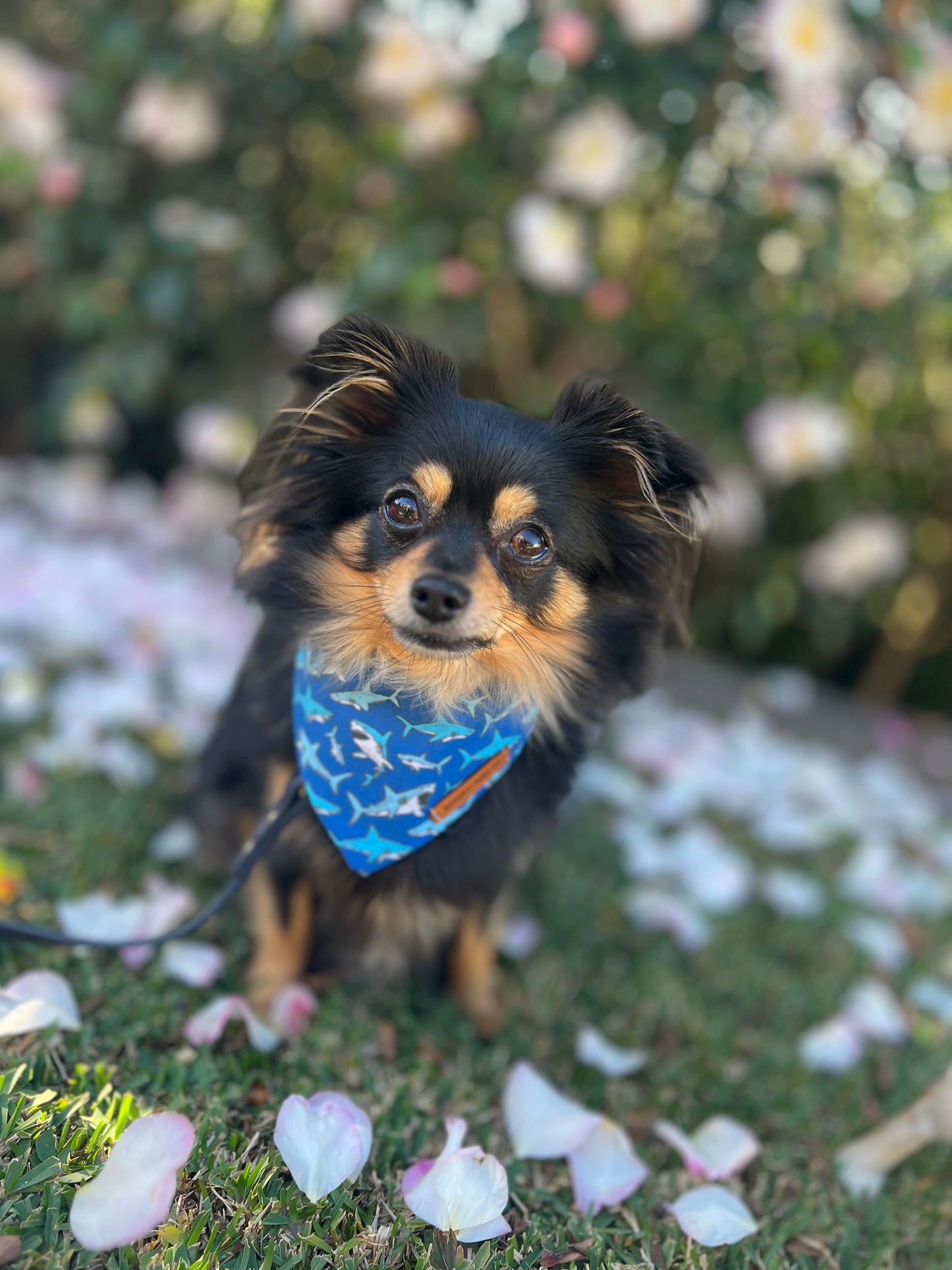 "Mako My Day" Pet bandana