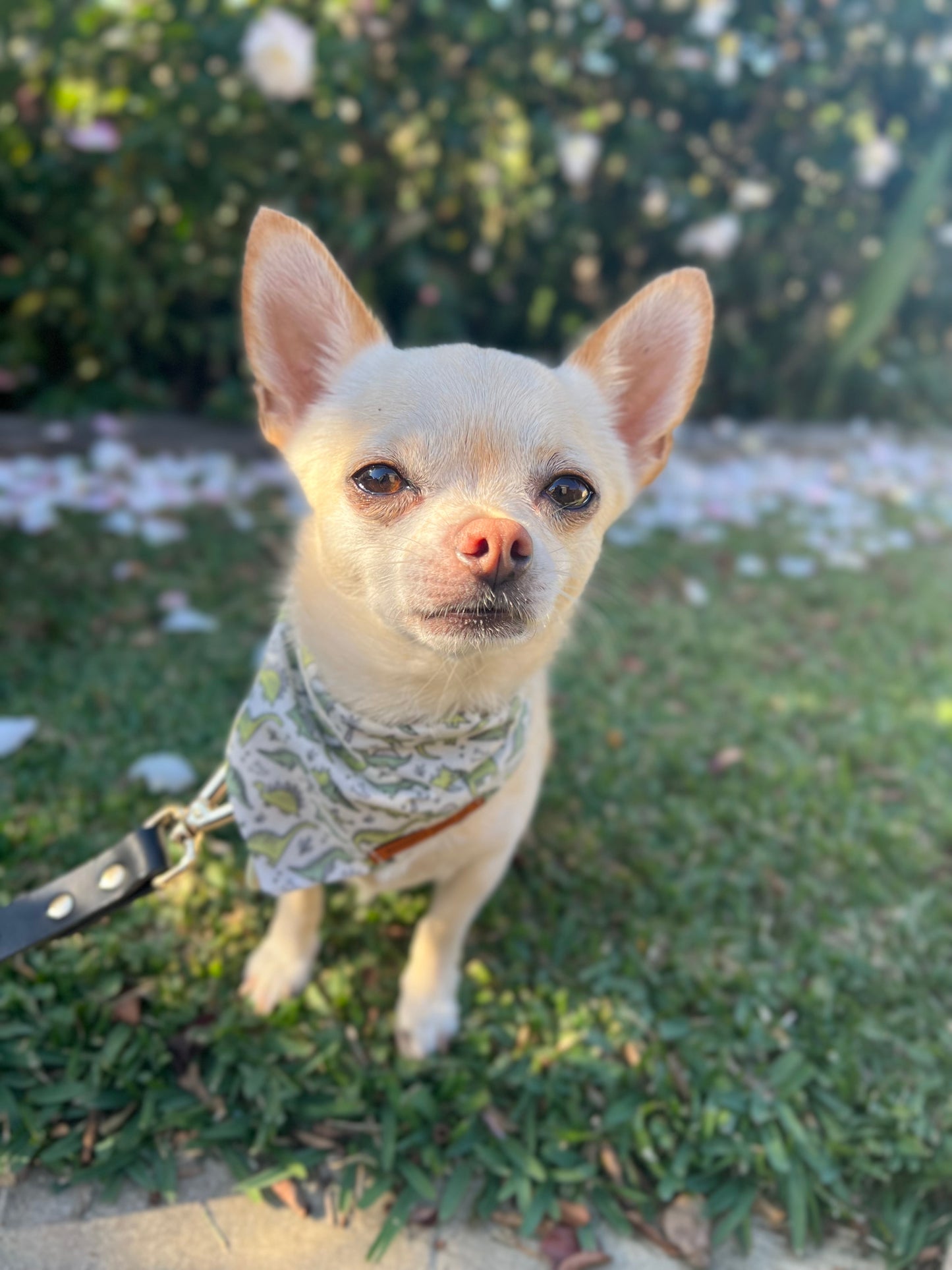 "Roarsome!!" Pet bandana