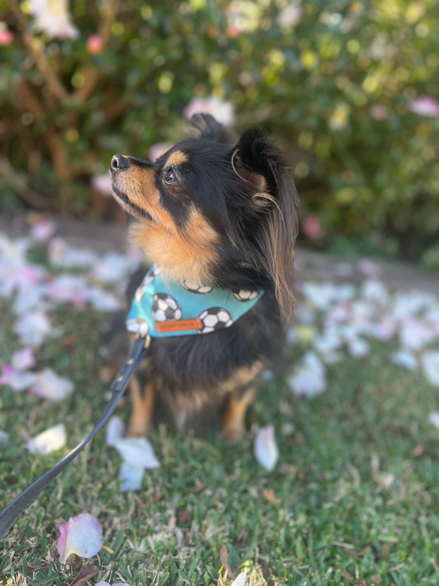"GOALLL!" Pet bandana