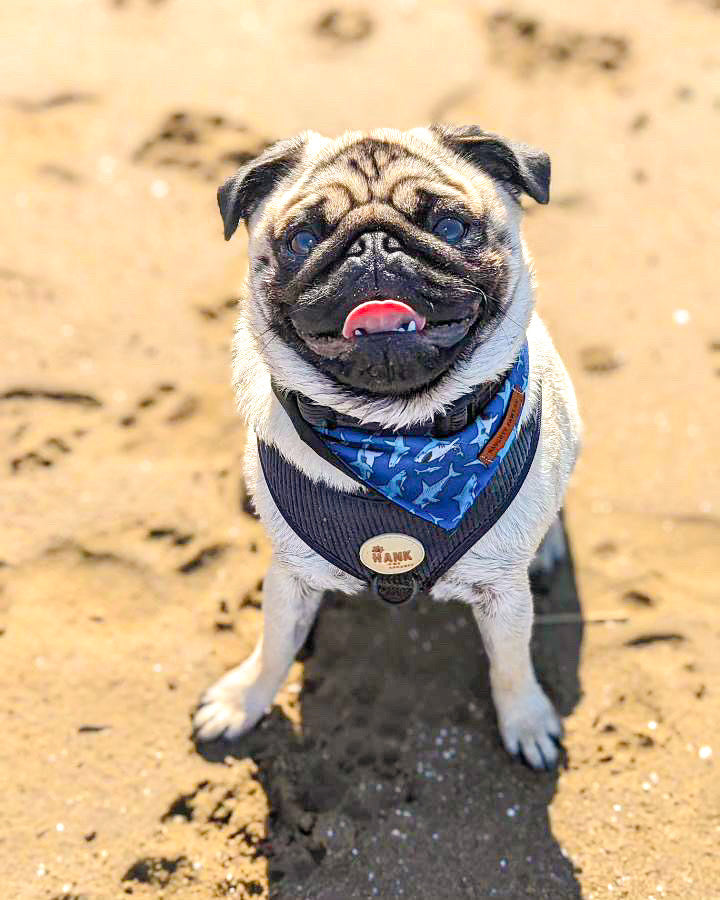 "Mako My Day" Pet bandana