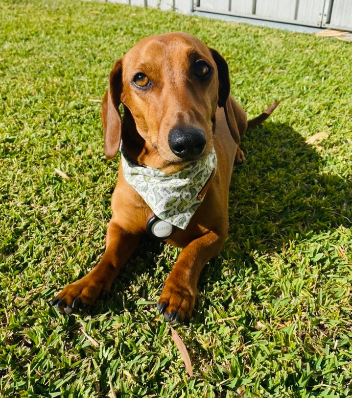 "Roarsome!!" Pet bandana