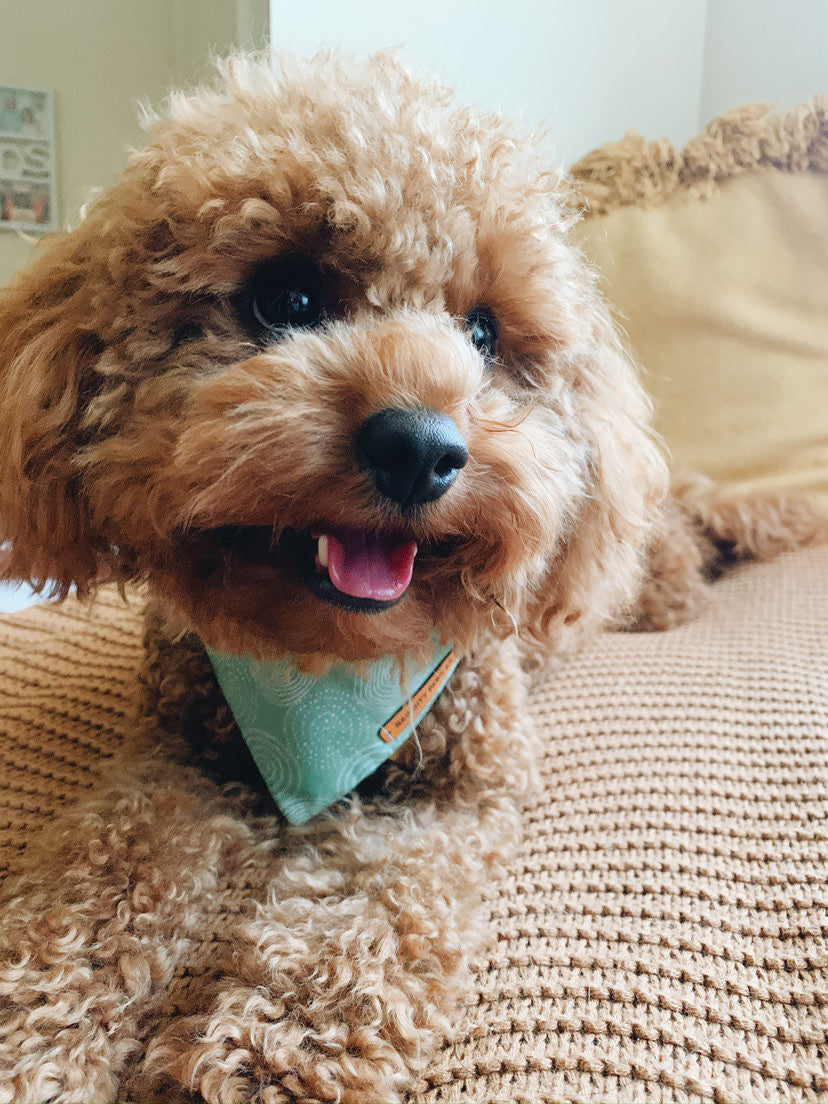 "Feeling Pine" Pet bandana