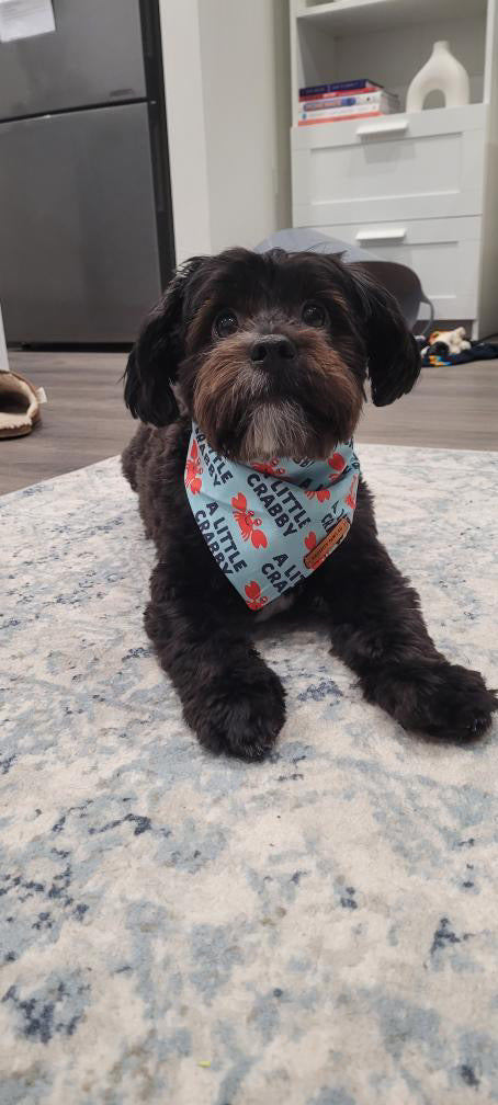 "A Little Crabby" Pet bandana