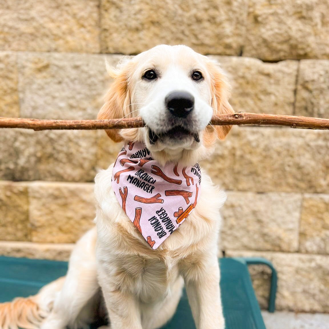 "Branch Manager (PINK)" Pet bandana