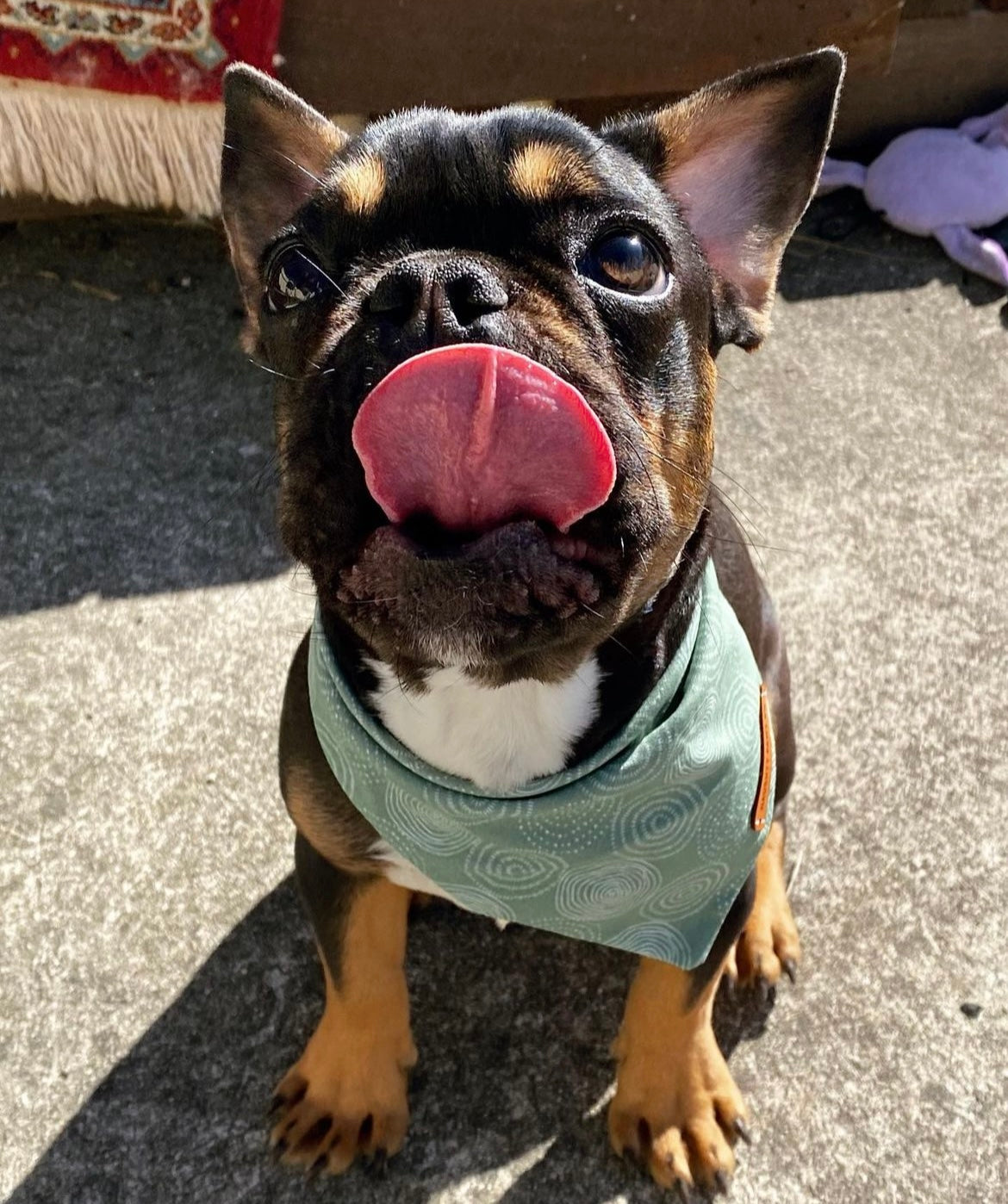 "Feeling Pine" Pet bandana