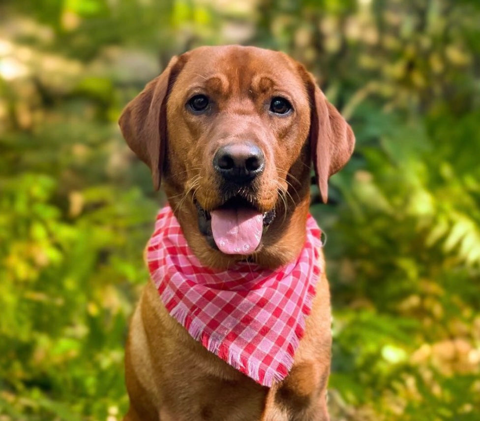 "Strawberries & cream" Pet bandana