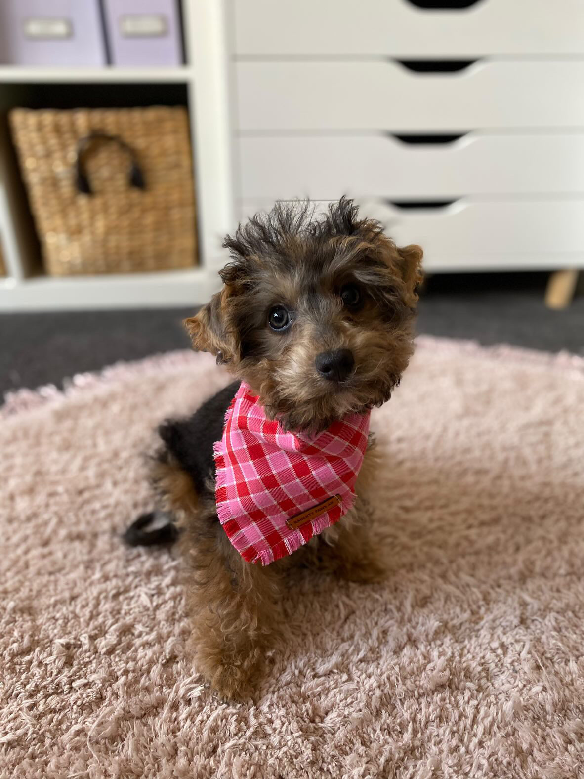 "Strawberries & cream" Pet bandana