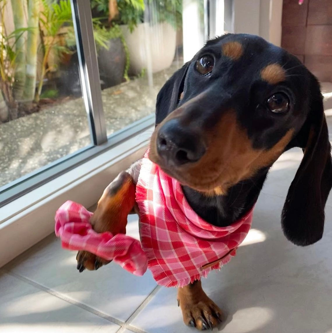 "Strawberries & cream" Pet bandana
