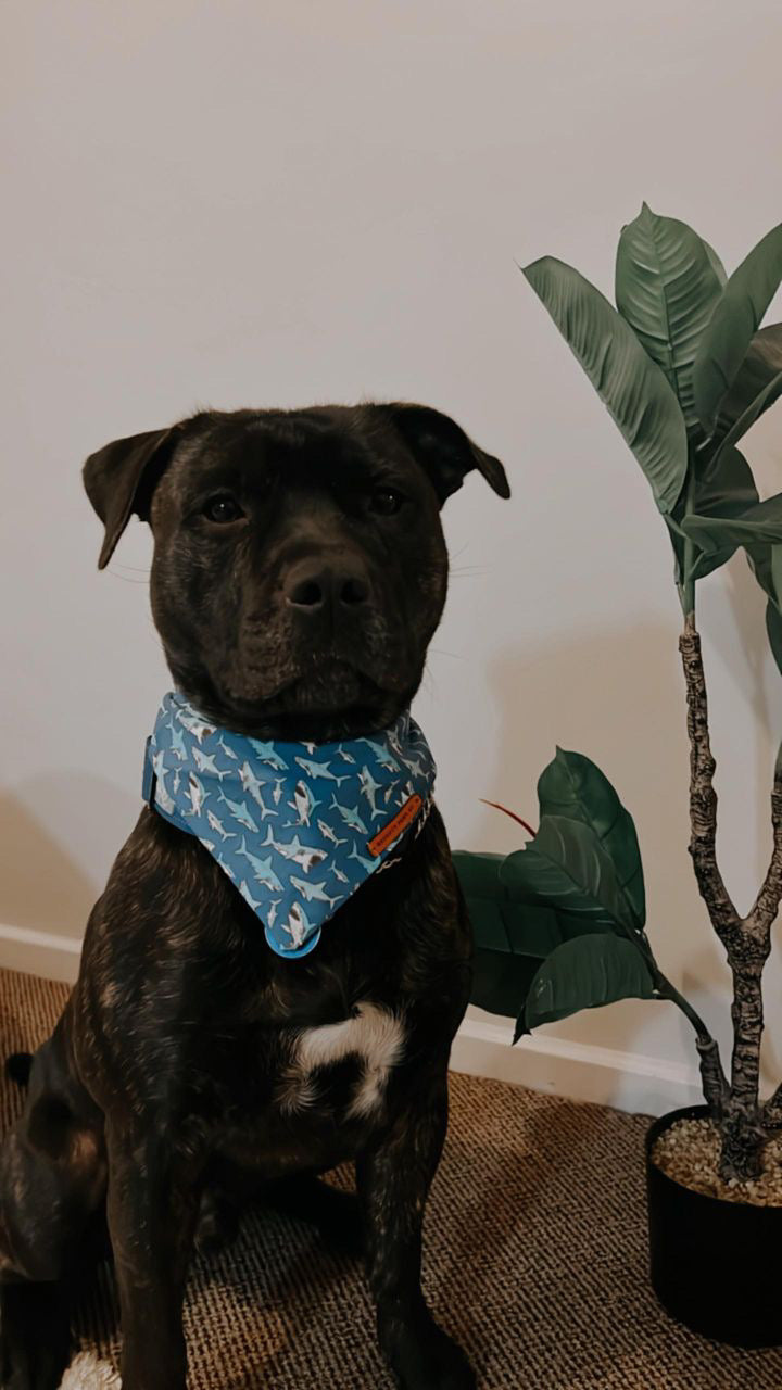 "Mako My Day" Pet bandana