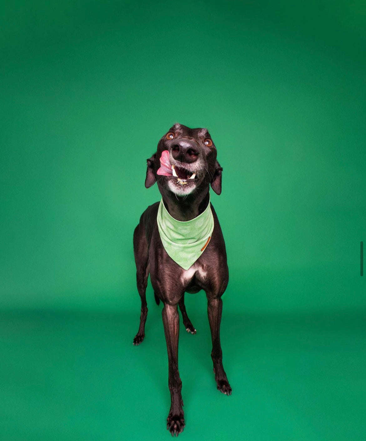 "Feeling Pine" Pet bandana