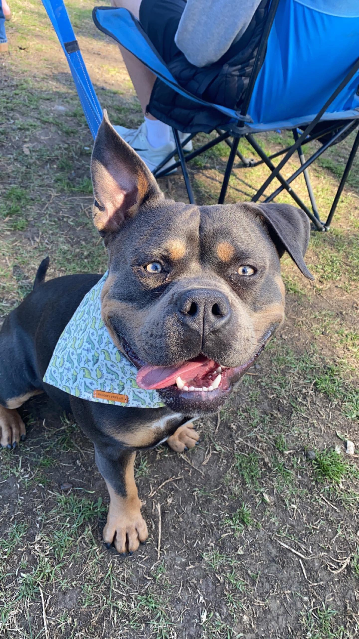 "Roarsome!!" Pet bandana