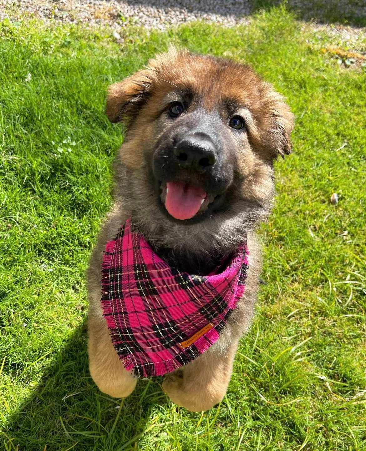 "Legally Plaid" Frayed pet bandana
