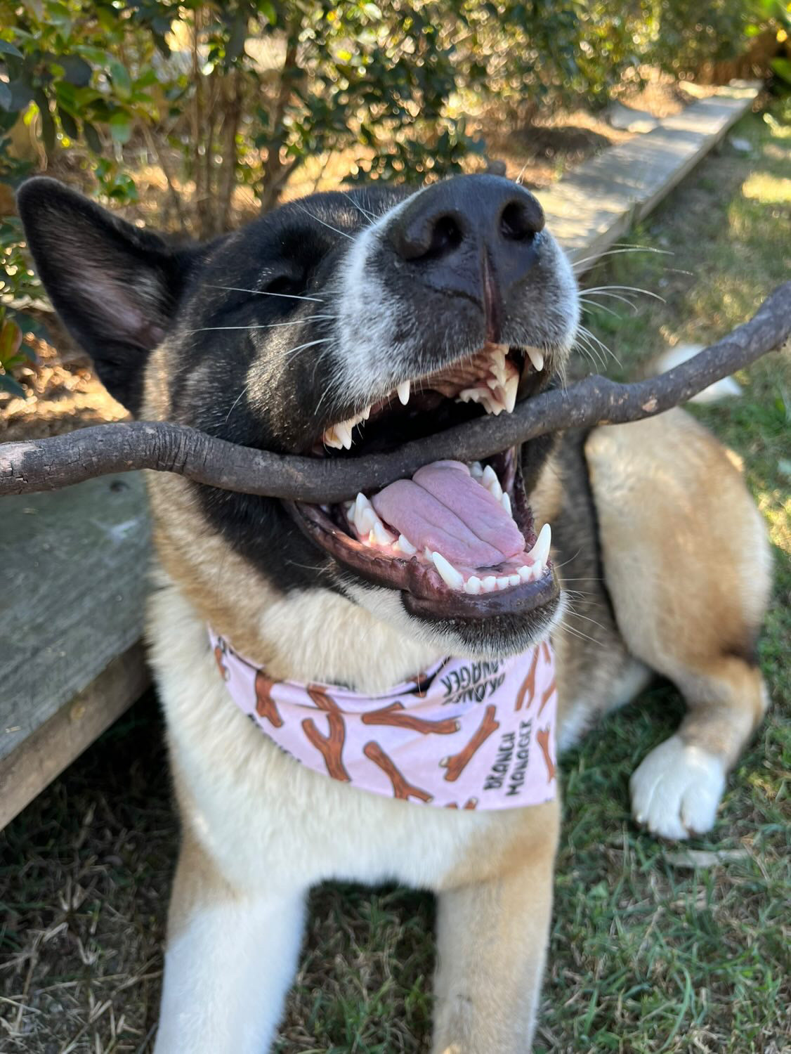"Branch Manager (PINK)" Pet bandana