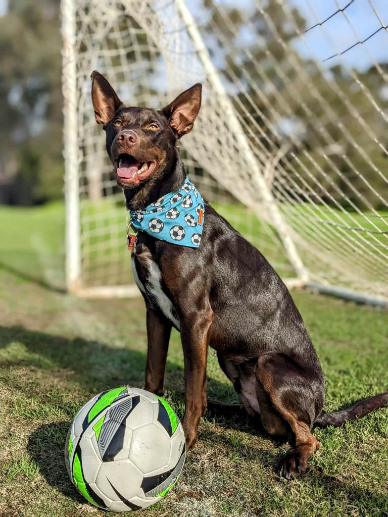 "GOALLL!" Pet bandana