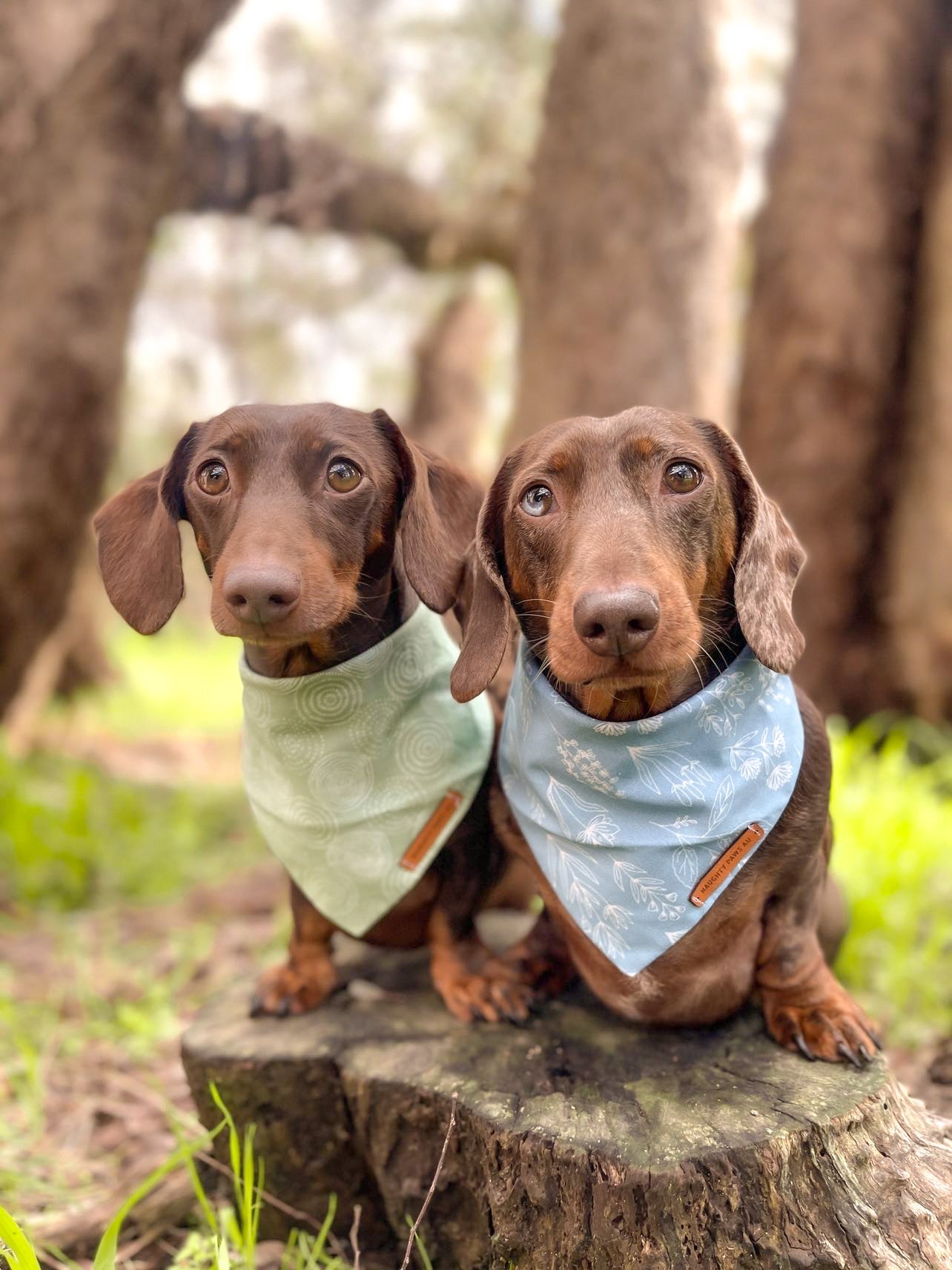"Feeling Pine" Pet bandana