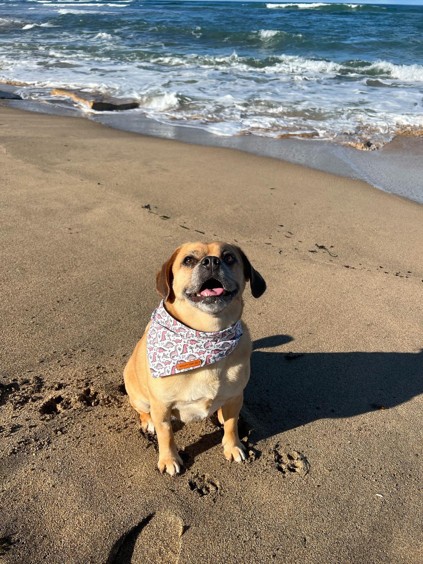 "Roarsome!!" (PINK) Pet bandana