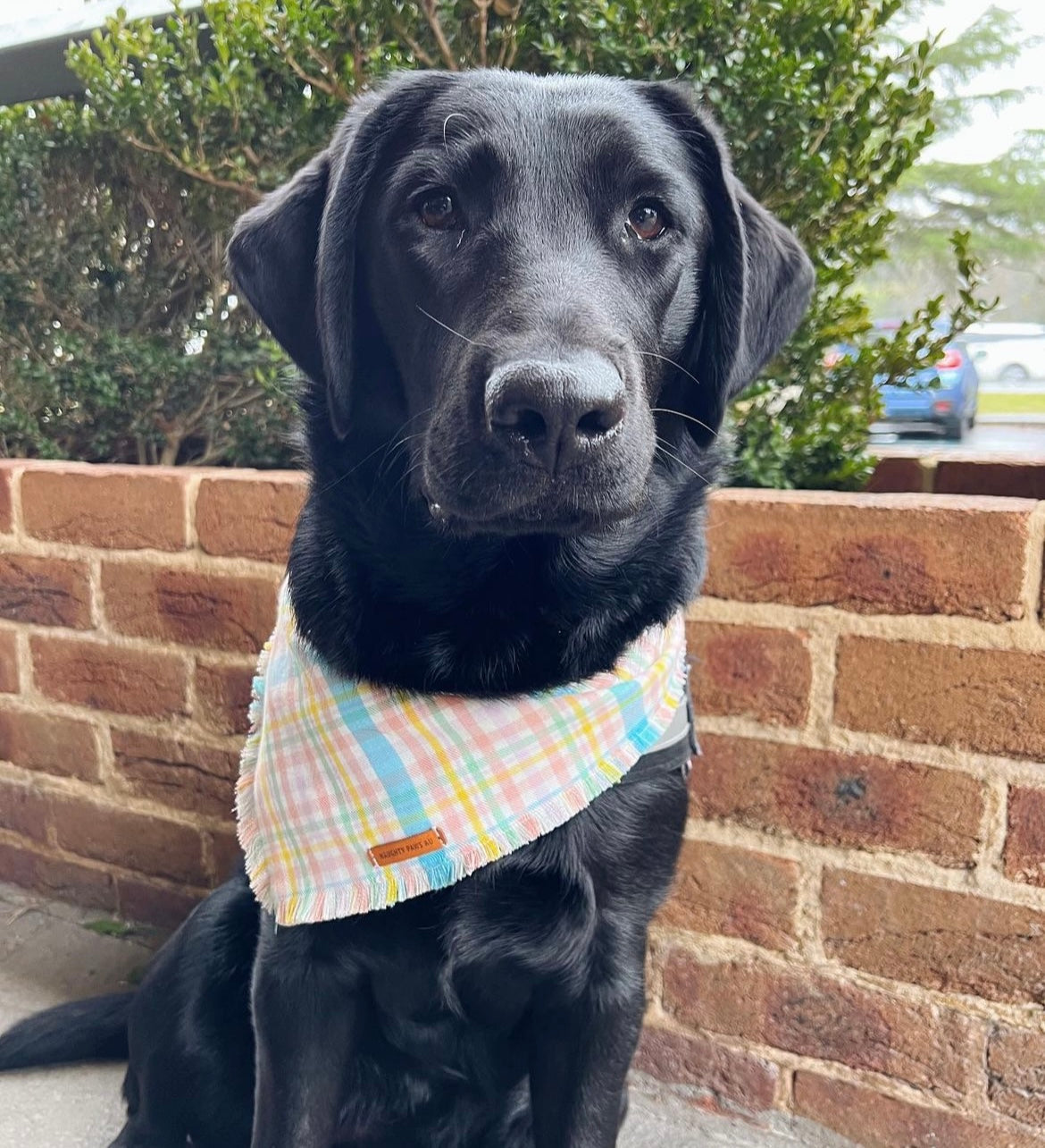 "Pastel Plaid" Frayed pet bandana
