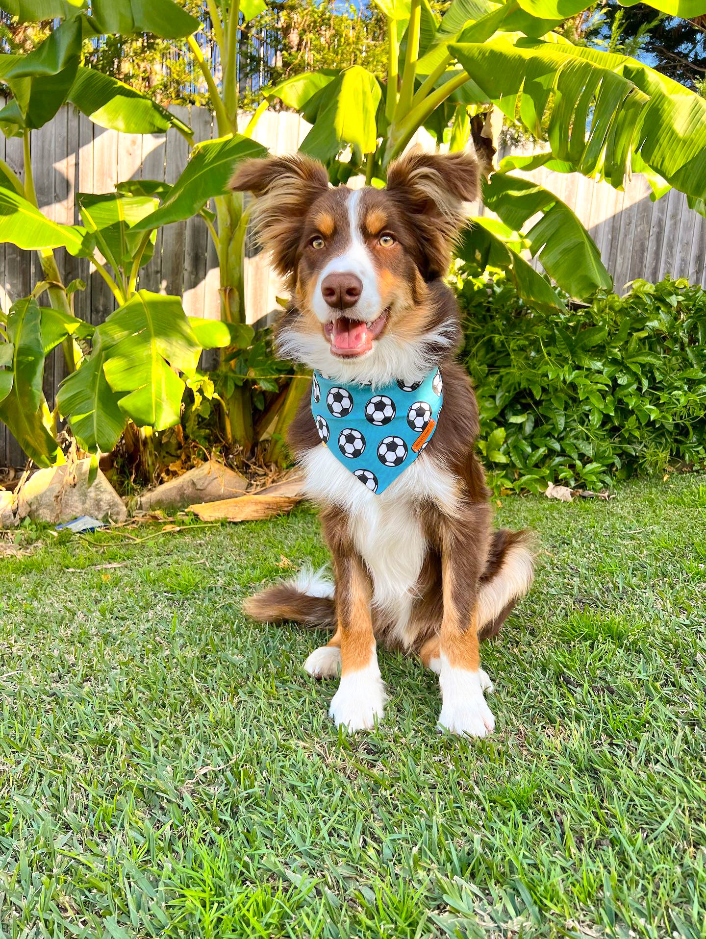 "GOALLL!" Pet bandana
