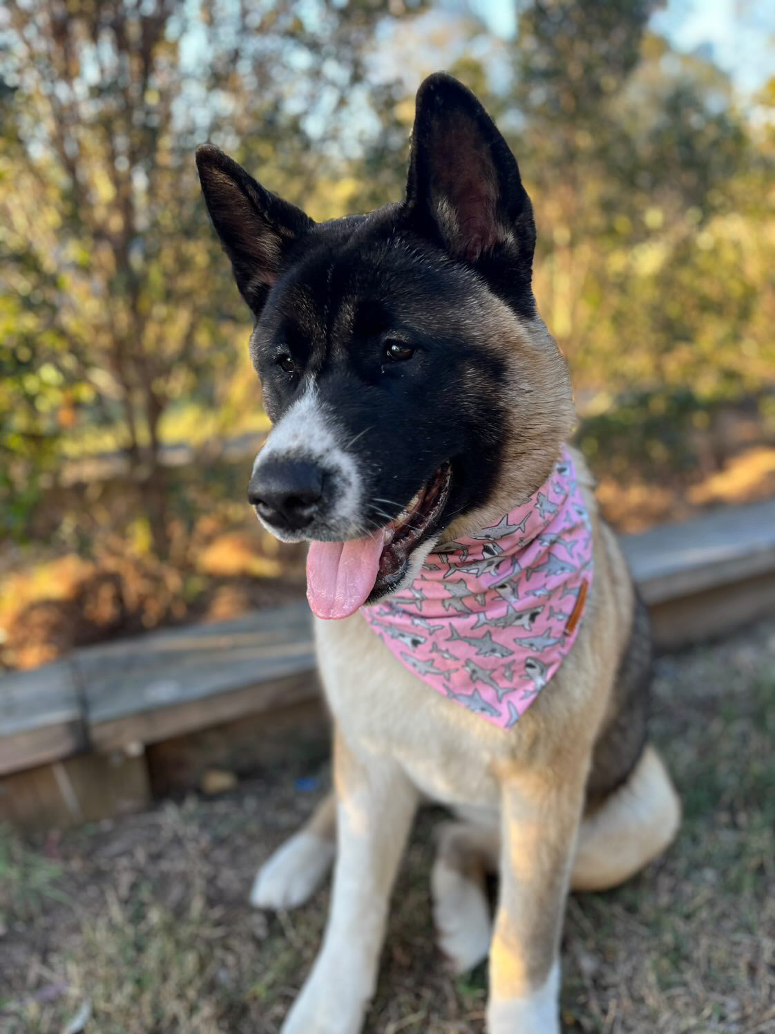 "Mako My Day" (PINK) Pet bandana