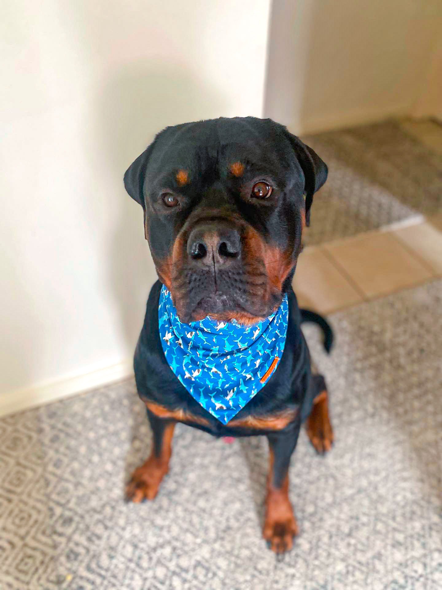 "Mako My Day" Pet bandana