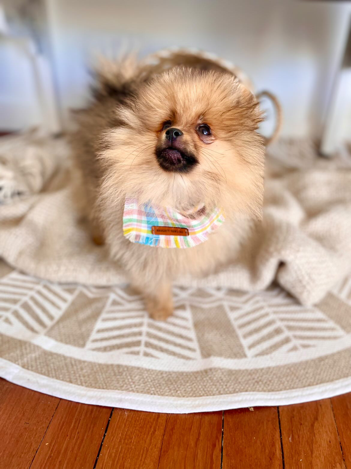 "Pastel Plaid" Frayed pet bandana