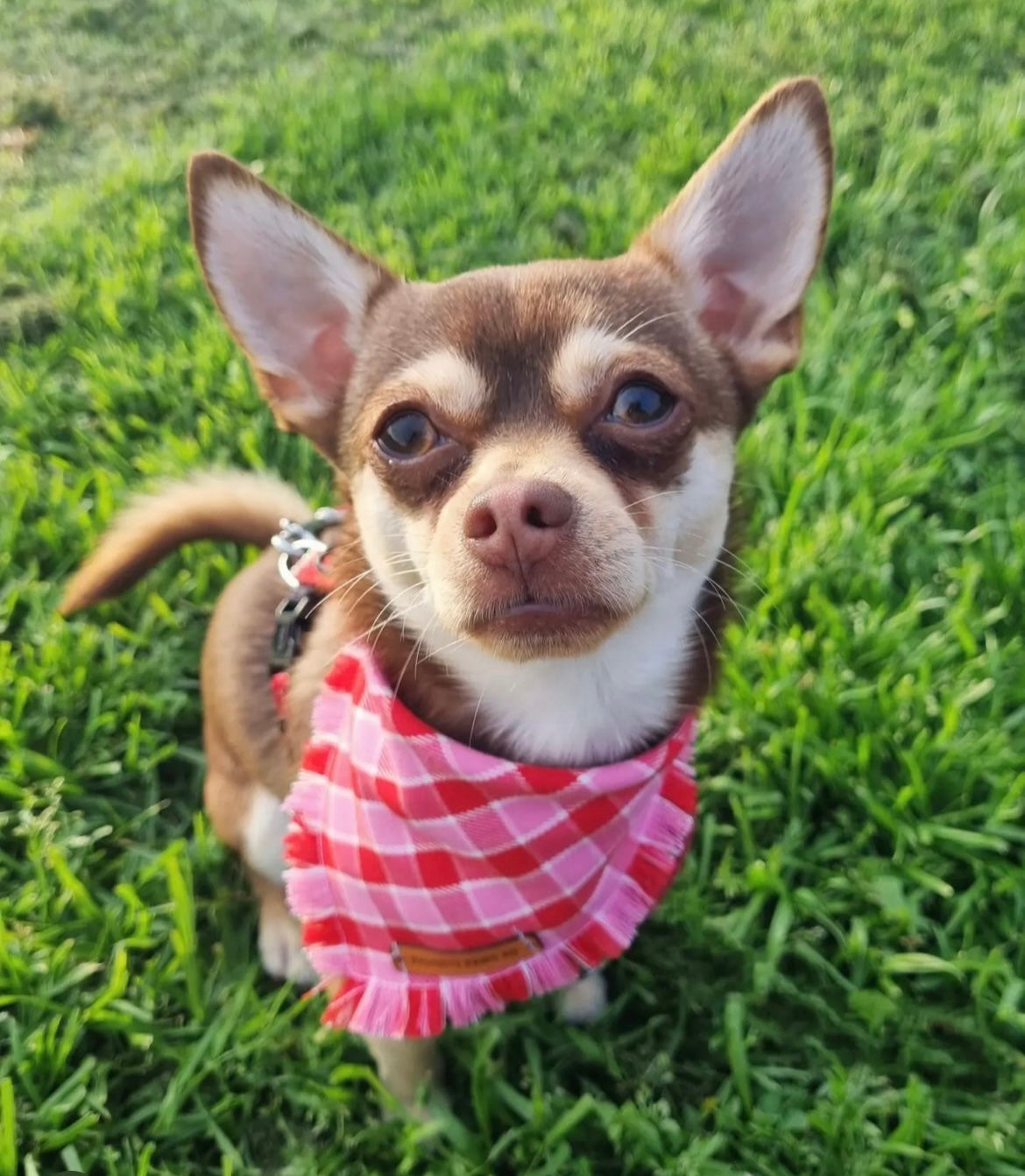 "Strawberries & cream" Pet bandana