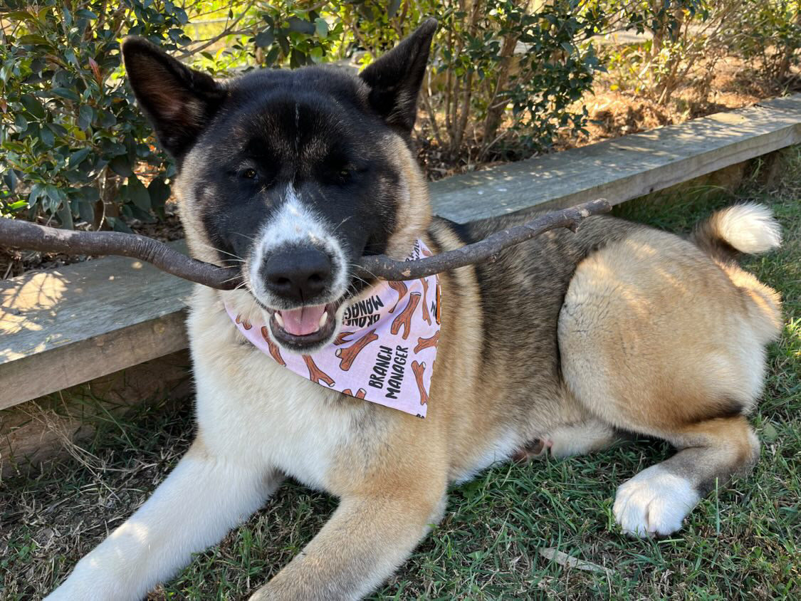"Branch Manager (PINK)" Pet bandana