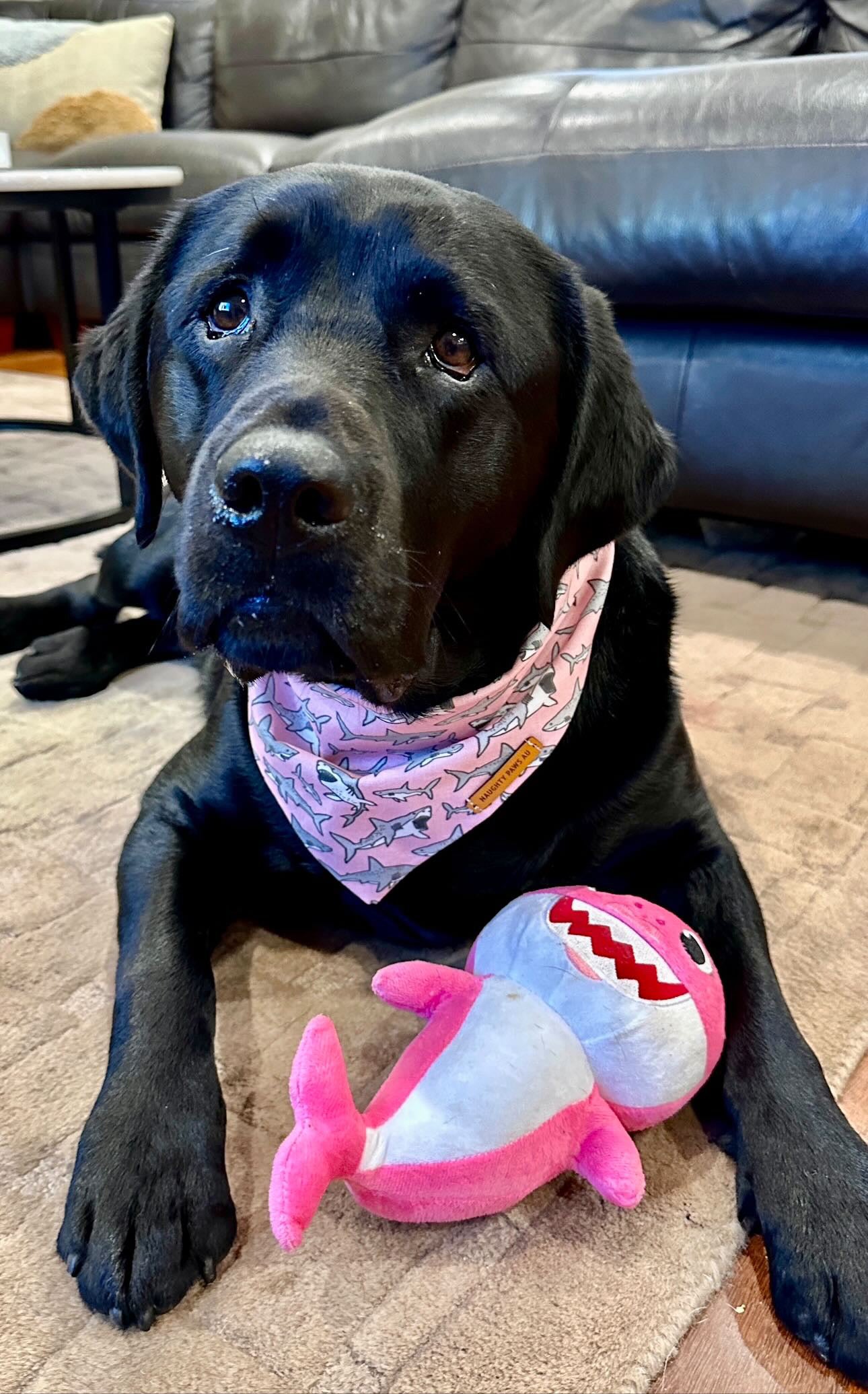 "Mako My Day" (PINK) Pet bandana